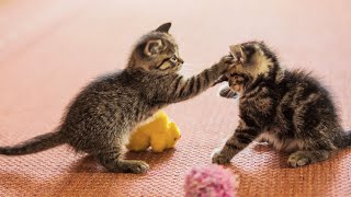 20 Minutes of Adorable Kittens 😍  BEST Compilation [upl. by Mable157]