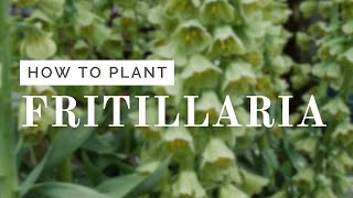 Fritillaria Planting Tutorial [upl. by Siuol]