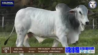 LOTE 10  COLM6699 XITIZ COL  040724  Expomontes 2024 [upl. by Wettam]