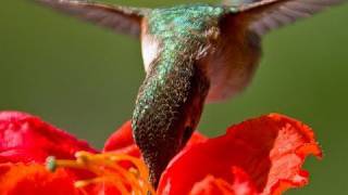 Hand feeding hummingbirds  Raw Video [upl. by Margette]