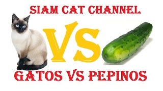 Gatos VS Pepinos ¿Por Qué Los Gatos Le Temen a Los Pepinos [upl. by Gillette]