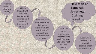 Spirochetes staining by Fountans Method in English [upl. by Kendra]
