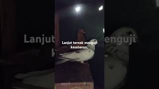 Peternakan merpati berternak merpati merpatikolong merpatibalap [upl. by Imerej]