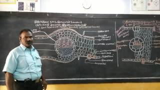 Botany dicotyledon leaf internal structure [upl. by Ihculo]