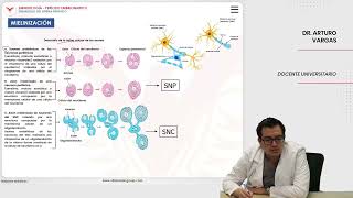 Embriología Desarrollo del sistema nervioso Mielinización [upl. by Candida]