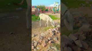 shortfeedsshortviraldonkeyrajavideodonkeyshortsrifaqataligro4alldonkeykingkonganimalschenls [upl. by Martha]