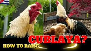 Raising Cubalaya Chickens A Comprehensive Guide [upl. by Aikym]