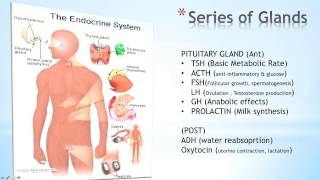 Introduction To The Endocrine System [upl. by Newsom]