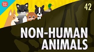 NonHuman Animals Crash Course Philosophy 42 [upl. by Schach]