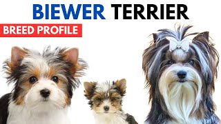 Biewer Terrier Breed Profile History  Price  Traits  Biewer Terrier Grooming Needs  Lifespan [upl. by Lebar]