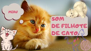 Som de filhote de gato [upl. by Onitsirc]