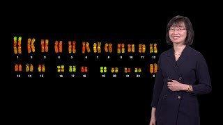 Jeannie Lee Harvard 1  X Chromosome Inactivation Making and Breaking the Silence [upl. by Wyly]