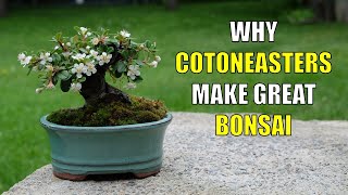 Why Cotoneasters Make Great Bonsai for Beginners [upl. by Otokam629]