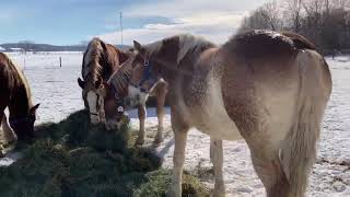 Kalona February Workhorse Sale 2121  19 Two Year Old Belgian Geldings [upl. by Pradeep]