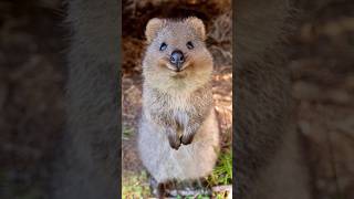 Quokka  Happiest Animal [upl. by Zoilla]