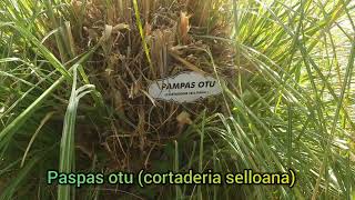 Pampas otu cortaderia selloana [upl. by Garrity]