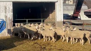 Kalona Special Bred Ewe Sale 12223  MampM Miller Farm Consignment [upl. by Noemys170]