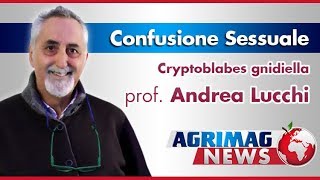 Agrimagnews  Cryptoblabes gnidiella contenerne la diffusione e i danni  prof andrea Lucchi [upl. by Anaid703]