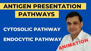 Antigen presentation and its pathways Animation  Cytosolic and Endocytic pathway [upl. by Inus754]