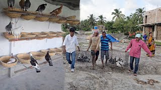 Pigeons Were Released In Parrot Dipankar New Farm  Naya Farm Pe Birds Aagaya [upl. by Ahiel]