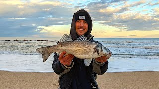 UN SOGNO REALIZZATO SPIGOLA A SURFCASTING Pesca a Fondo Invernale dalla Spiaggia nel Mar Adriatico [upl. by Rae837]