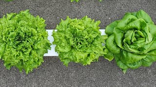 Harvesting Hydroponic Lettuce in Our Home [upl. by Nahum]