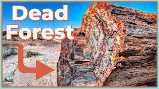 How These Trees Turned Into Rocks Petrified Forest Explained [upl. by Cahn821]