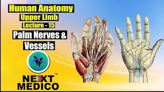 NEXT MEDICO 2022  MBBS Human Anatomy  Upper Limb  Palm Nerves and Vessels Lecture  15 [upl. by Iznekcam17]