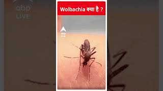 EXPLAINED Wolbachia क्या है   ABP LIVE  abpliveshorts [upl. by Anerac128]