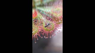 Planta carnívora Drosera spatulata [upl. by Cherey]