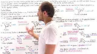 Fructose and Galactose Breakdown Pathways [upl. by Ennairoc577]