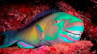 Parrotfish BuckToothed and BeachBuilding Beauties HD  Borneo from Below S01E21  SZtv [upl. by Dawson]