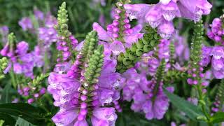 How to Grow Physostegia [upl. by Antonina]