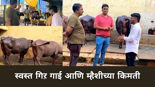 स्वस्त गिऱ गाई आणि म्हैशीच्या किमती पार्ट 1  Gir Cow Buffalo Big Farm  Mahalakshimi Dairy Farm [upl. by Macegan]