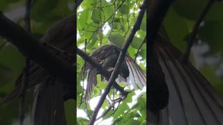 Browneared bulbul 직박구리 nature wildlife birds 숲속직박구리 한국의새 [upl. by Malim]