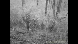 Tufted Deer captured by infrared camera in An Zi He NR Sichuan China [upl. by Terry]