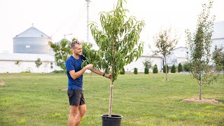 The BEST Way to Plant a Tree [upl. by Brand]