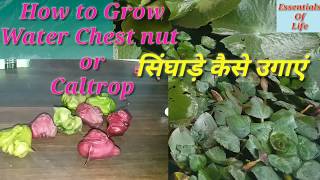 Grow Water Caltrop  Essentials Of Life  10 February 2019 [upl. by Frieder]