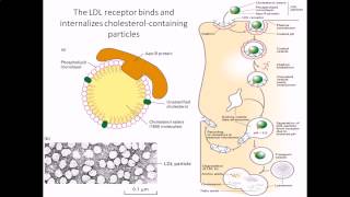 Cholesterol internalization by LDL receptor [upl. by Yeslek]