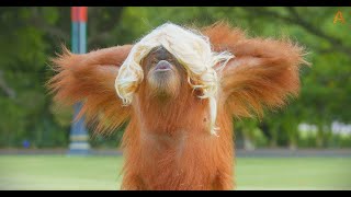 Animalia  The Orangutans wear hair [upl. by Tilney]