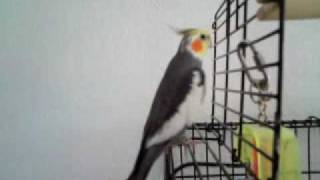 Cute cockatiel singing a lot of songs [upl. by Elorac]