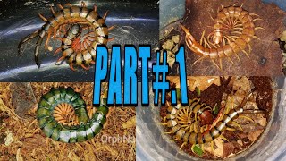 quotMY CENTIPEDE COLLECTIONquot PART 1 [upl. by Satsoc898]