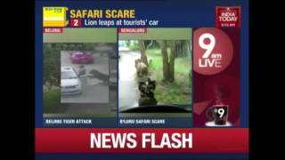 Lion Attack At Bannerghatta National Park Caught On Camera [upl. by Manbahs]