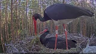 Black Stork Nest in Karula Karl II and Kaia 2021 [upl. by Lau]