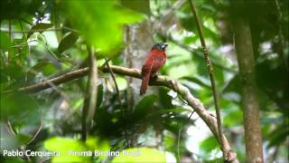 Periporphyrus erythromelas  bicudoencarnado  Redandblack Grosbeak [upl. by Ahsin]