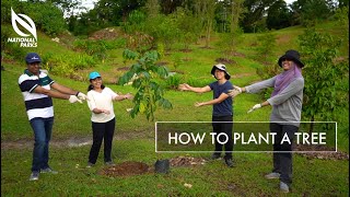 How To Plant A Tree  OneMillionTrees Movement [upl. by Aleacin]