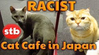 RACIST Cat Cafe in Tokyo Japan  Anti White Japanese Cats at Calico Animal Cafe in Shinjuku [upl. by Ciaphus83]