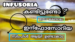 how to culture infusoria malayalam  infusoria culture easy method  infusoria niya betta farm [upl. by Ahseia]