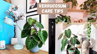 Philodendron Verrucosum Care Tips [upl. by Yelsnik]