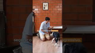 Cão agressivo no veterinário Aprenda como segurar PARTE 1 🐶🔥 adestramentodecaes veterinario [upl. by Airod]